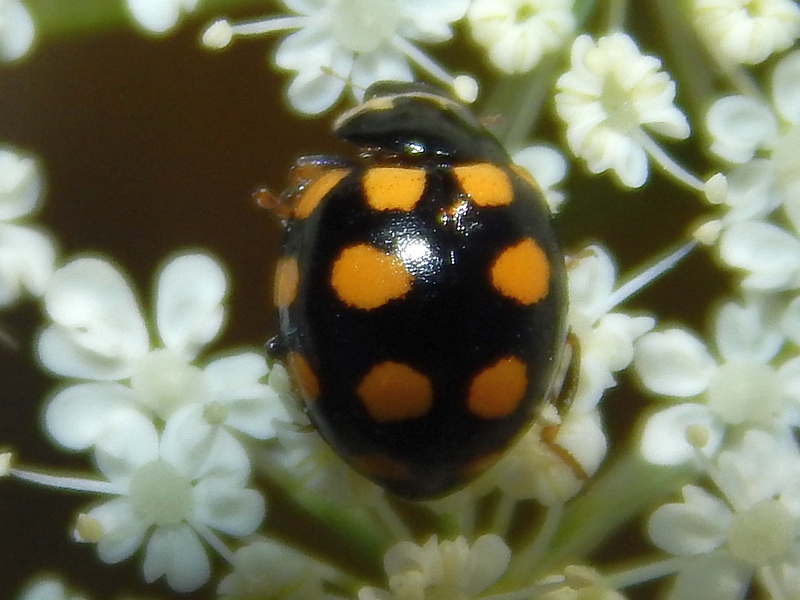 Serie di Coccinellidae del Parco del Ticino